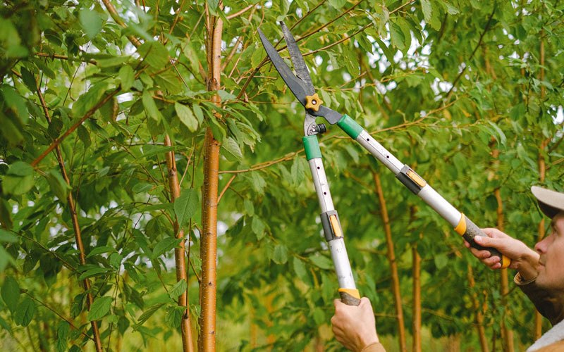 Tree trimming in Eagle Mountain, UT